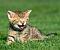 smilecat smilecat