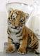 Tiger_59 Tiger_59
