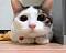 Hijack_boy